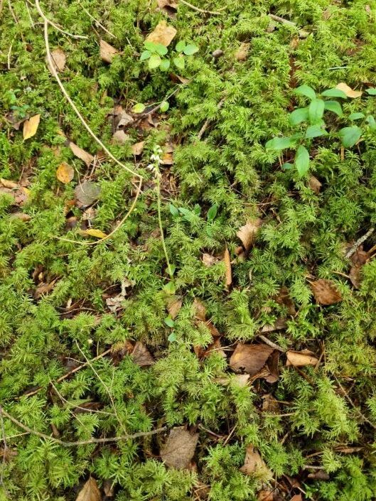 växt 1 knärot växt 1 knärot